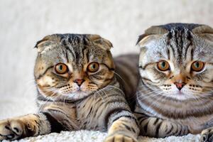Exploring the Allure of a Beautiful Scottish Fold Cat, where Whiskered Elegance and Playful Charm Unite in a Mesmerizing Portrait of Cuddly Delight photo