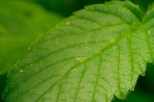 Exploring the Sublime Beauty of a Beautiful Macro Leaf, Where Intricate Veins and Vivid Textures Unfold, Creating an Enchanting Microcosm of Nature's Delicate Artistry photo