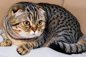 Embracing the Beauty of a Beautiful Cute Whiskered Charm Scottish Fold, Where Playful Elegance and Endearing Whiskers Combine in a Captivating Portrait of Feline Delight, Bringing Joy to Every Heart photo