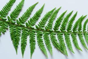 Embarking on a Journey Through the Intricate Beauty of Beautiful Fern Leaves, as Lush Green Fronds Unfold in Nature's Dance, Creating an Exquisite Tapestry of Botanical Elegance and Timeless Grace photo