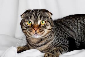 Embracing the Beauty of a Beautiful Cute Whiskered Charm Scottish Fold, Where Playful Elegance and Endearing Whiskers Combine in a Captivating Portrait of Feline Delight, Bringing Joy to Every Heart photo