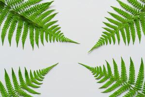 Embarking on a Journey Through the Intricate Beauty of Beautiful Fern Leaves, as Lush Green Fronds Unfold in Nature's Dance, Creating an Exquisite Tapestry of Botanical Elegance and Timeless Grace photo