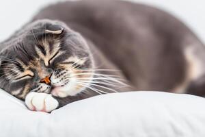 Embracing the Beauty of a Beautiful Cute Whiskered Charm Scottish Fold, Where Playful Elegance and Endearing Whiskers Combine in a Captivating Portrait of Feline Delight, Bringing Joy to Every Heart photo