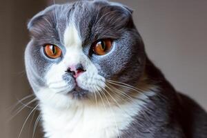 Exploring the Allure of a Beautiful Scottish Fold Cat, where Whiskered Elegance and Playful Charm Unite in a Mesmerizing Portrait of Cuddly Delight photo