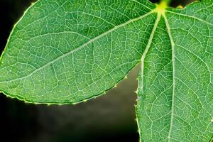 revelando de la naturaleza esplendor en cada delicado vena, un caleidoscopio de belleza adorna esta de cerca elegancia, dónde verdor se convierte un intrincado tapiz de vida foto