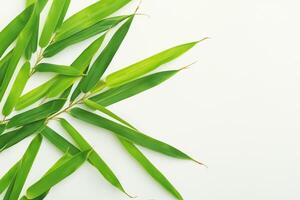 Embracing the Allure of Beautiful Bamboo Leaves, where Graceful Green Blades Dance in Harmonious Symphony, Creating a Tranquil Oasis of Nature's Poise and Timeless Beauty photo