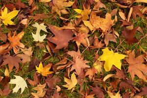 A Captivating Glimpse into the Beauty of Nature's Leaves, Where Each Vein Tells a Story of Life, Creating a Tranquil Canvas of Botanical Splendor and Green Elegance photo