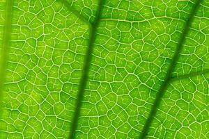 Exploring the Sublime Beauty of a Beautiful Macro Leaf, Where Intricate Veins and Vivid Textures Unfold, Creating an Enchanting Microcosm of Nature's Delicate Artistry photo