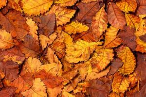 A Captivating Glimpse into the Beauty of Nature's Leaves, Where Each Vein Tells a Story of Life, Creating a Tranquil Canvas of Botanical Splendor and Green Elegance photo