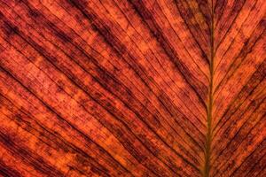 Exploring the Sublime Beauty of a Beautiful Macro Leaf, Where Intricate Veins and Vivid Textures Unfold, Creating an Enchanting Microcosm of Nature's Delicate Artistry photo