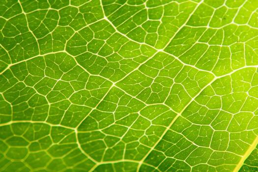 Exploring the Sublime Beauty of a Beautiful Macro Leaf, Where Intricate Veins and Vivid Textures Unfold, Creating an Enchanting Microcosm of Nature's Delicate Artistry photo