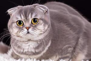 Exploring the Allure of a Beautiful Scottish Fold Cat, where Whiskered Elegance and Playful Charm Unite in a Mesmerizing Portrait of Cuddly Delight photo