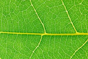 Unveiling Nature's Splendor in Every Delicate Vein, a Kaleidoscope of Beauty Adorns this Close-Up Elegance, where Greenery Becomes an Intricate Tapestry of Life photo