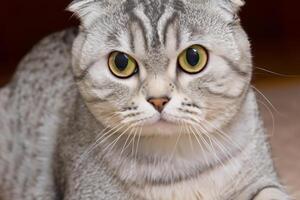 Exploring the Allure of a Beautiful Scottish Fold Cat, where Whiskered Elegance and Playful Charm Unite in a Mesmerizing Portrait of Cuddly Delight photo