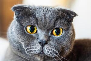 Exploring the Allure of a Beautiful Scottish Fold Cat, where Whiskered Elegance and Playful Charm Unite in a Mesmerizing Portrait of Cuddly Delight photo