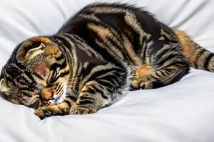 Embracing the Beauty of a Beautiful Cute Whiskered Charm Scottish Fold, Where Playful Elegance and Endearing Whiskers Combine in a Captivating Portrait of Feline Delight, Bringing Joy to Every Heart photo