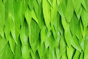Unveiling Nature's Splendor in Every Delicate Vein, a Kaleidoscope of Beauty Adorns this Close-Up Elegance, where Greenery Becomes an Intricate Tapestry of Life photo