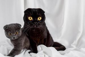 Embracing the Beauty of a Beautiful Cute Whiskered Charm Scottish Fold, Where Playful Elegance and Endearing Whiskers Combine in a Captivating Portrait of Feline Delight, Bringing Joy to Every Heart photo