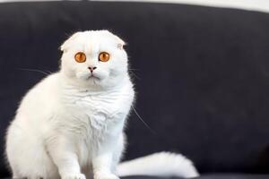 Exploring the Allure of a Beautiful Scottish Fold Cat, where Whiskered Elegance and Playful Charm Unite in a Mesmerizing Portrait of Cuddly Delight photo
