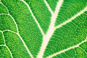 Exploring the Sublime Beauty of a Beautiful Macro Leaf, Where Intricate Veins and Vivid Textures Unfold, Creating an Enchanting Microcosm of Nature's Delicate Artistry photo