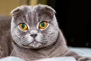 Exploring the Allure of a Beautiful Scottish Fold Cat, where Whiskered Elegance and Playful Charm Unite in a Mesmerizing Portrait of Cuddly Delight photo