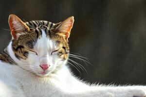 explorador el seducir de un hermosa escocés doblez gato, dónde bigotudo elegancia y juguetón encanto unir en un fascinante retrato de mimoso deleite foto