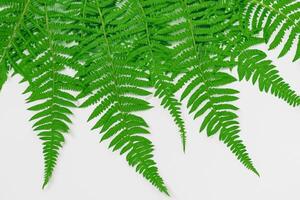 Embarking on a Journey Through the Intricate Beauty of Beautiful Fern Leaves, as Lush Green Fronds Unfold in Nature's Dance, Creating an Exquisite Tapestry of Botanical Elegance and Timeless Grace photo