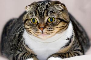 Embracing the Beauty of a Beautiful Cute Whiskered Charm Scottish Fold, Where Playful Elegance and Endearing Whiskers Combine in a Captivating Portrait of Feline Delight, Bringing Joy to Every Heart photo