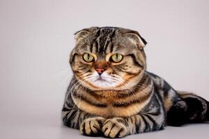 Embracing the Beauty of a Beautiful Cute Whiskered Charm Scottish Fold, Where Playful Elegance and Endearing Whiskers Combine in a Captivating Portrait of Feline Delight, Bringing Joy to Every Heart photo