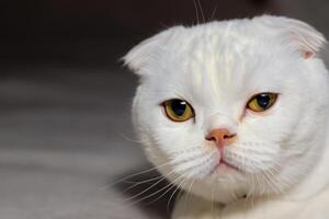 Exploring the Allure of a Beautiful Scottish Fold Cat, where Whiskered Elegance and Playful Charm Unite in a Mesmerizing Portrait of Cuddly Delight photo