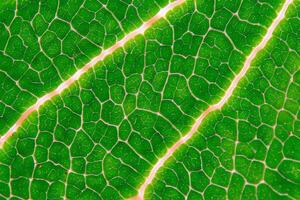 Exploring the Sublime Beauty of a Beautiful Macro Leaf, Where Intricate Veins and Vivid Textures Unfold, Creating an Enchanting Microcosm of Nature's Delicate Artistry photo