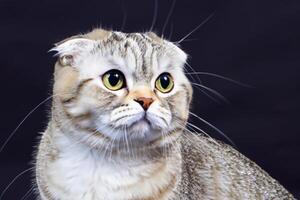 Exploring the Allure of a Beautiful Scottish Fold Cat, where Whiskered Elegance and Playful Charm Unite in a Mesmerizing Portrait of Cuddly Delight photo