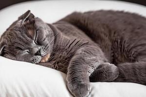 Embracing the Beauty of a Beautiful Cute Whiskered Charm Scottish Fold, Where Playful Elegance and Endearing Whiskers Combine in a Captivating Portrait of Feline Delight, Bringing Joy to Every Heart photo