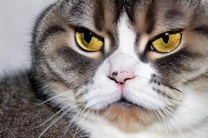 Exploring the Allure of a Beautiful Scottish Fold Cat, where Whiskered Elegance and Playful Charm Unite in a Mesmerizing Portrait of Cuddly Delight photo