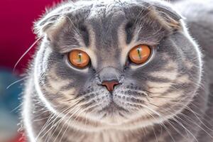 Exploring the Allure of a Beautiful Scottish Fold Cat, where Whiskered Elegance and Playful Charm Unite in a Mesmerizing Portrait of Cuddly Delight photo