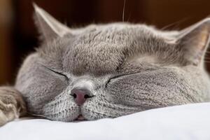 Embracing the Beauty of a Beautiful Cute Whiskered Charm Scottish Fold, Where Playful Elegance and Endearing Whiskers Combine in a Captivating Portrait of Feline Delight, Bringing Joy to Every Heart photo