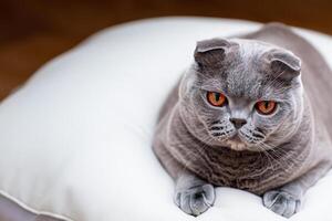Embracing the Beauty of a Beautiful Cute Whiskered Charm Scottish Fold, Where Playful Elegance and Endearing Whiskers Combine in a Captivating Portrait of Feline Delight, Bringing Joy to Every Heart photo