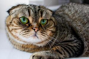 Exploring the Allure of a Beautiful Scottish Fold Cat, where Whiskered Elegance and Playful Charm Unite in a Mesmerizing Portrait of Cuddly Delight photo