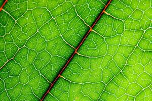 Unveiling Nature's Splendor in Every Delicate Vein, a Kaleidoscope of Beauty Adorns this Close-Up Elegance, where Greenery Becomes an Intricate Tapestry of Life photo