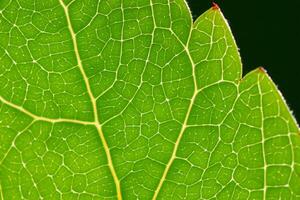 Exploring the Sublime Beauty of a Beautiful Macro Leaf, Where Intricate Veins and Vivid Textures Unfold, Creating an Enchanting Microcosm of Nature's Delicate Artistry photo