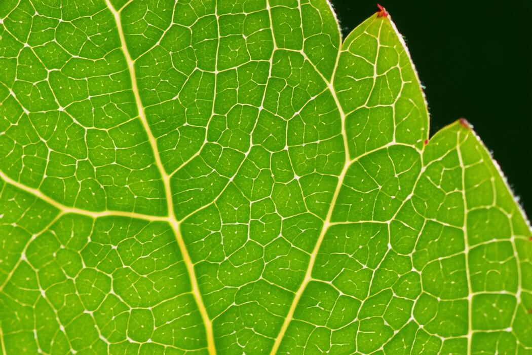 Leaf Infographic Stock Photos Images and Backgrounds for Free Download