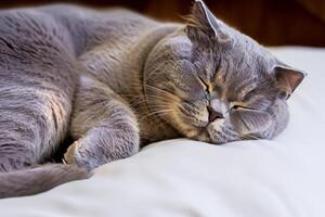 Embracing the Beauty of a Beautiful Cute Whiskered Charm Scottish Fold, Where Playful Elegance and Endearing Whiskers Combine in a Captivating Portrait of Feline Delight, Bringing Joy to Every Heart photo