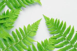 Embarking on a Journey Through the Intricate Beauty of Beautiful Fern Leaves, as Lush Green Fronds Unfold in Nature's Dance, Creating an Exquisite Tapestry of Botanical Elegance and Timeless Grace photo