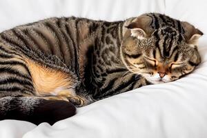 Embracing the Beauty of a Beautiful Cute Whiskered Charm Scottish Fold, Where Playful Elegance and Endearing Whiskers Combine in a Captivating Portrait of Feline Delight, Bringing Joy to Every Heart photo