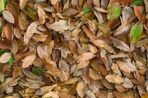 A Captivating Glimpse into the Beauty of Nature's Leaves, Where Each Vein Tells a Story of Life, Creating a Tranquil Canvas of Botanical Splendor and Green Elegance photo