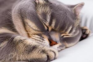 Embracing the Beauty of a Beautiful Cute Whiskered Charm Scottish Fold, Where Playful Elegance and Endearing Whiskers Combine in a Captivating Portrait of Feline Delight, Bringing Joy to Every Heart photo
