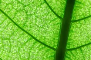 explorador el sublime belleza de un hermosa macro hoja, dónde intrincado las venas y vívido texturas desplegar, creando un encantador microcosmo de de la naturaleza delicado arte foto