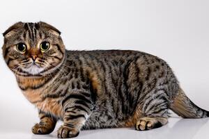 Exploring the Allure of a Beautiful Scottish Fold Cat, where Whiskered Elegance and Playful Charm Unite in a Mesmerizing Portrait of Cuddly Delight photo