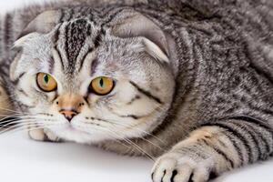 Embracing the Beauty of a Beautiful Cute Whiskered Charm Scottish Fold, Where Playful Elegance and Endearing Whiskers Combine in a Captivating Portrait of Feline Delight, Bringing Joy to Every Heart photo