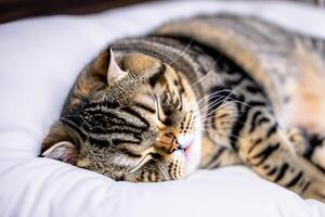 Embracing the Beauty of a Beautiful Cute Whiskered Charm Scottish Fold, Where Playful Elegance and Endearing Whiskers Combine in a Captivating Portrait of Feline Delight, Bringing Joy to Every Heart photo